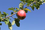 Artikel: Gubbäpple