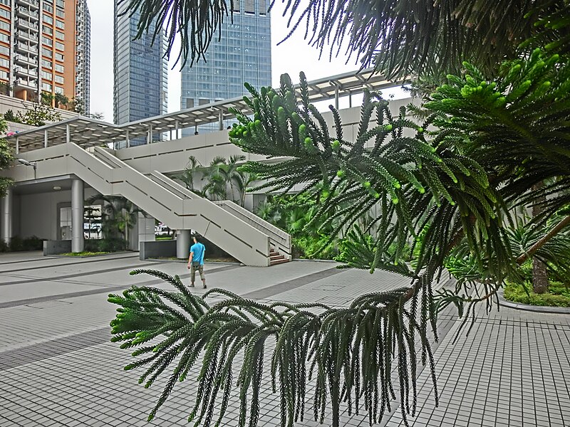 File:HK Tsuen Wan Town Hall 荃灣大會堂 outdoor carpark 21 異葉南洋杉 Norfolk May-2013 view Footbridge.JPG