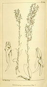 Habenaria concinna