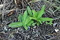 Habenaria quinqueseta