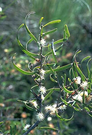 <i>Hakea stenocarpa</i> Species of shrub in the family Proteaceae endemic to the South West regions of Western Australia