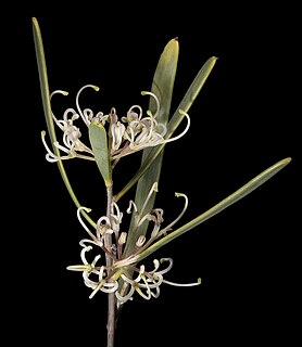 <i>Hakea stenophylla</i> species of plant