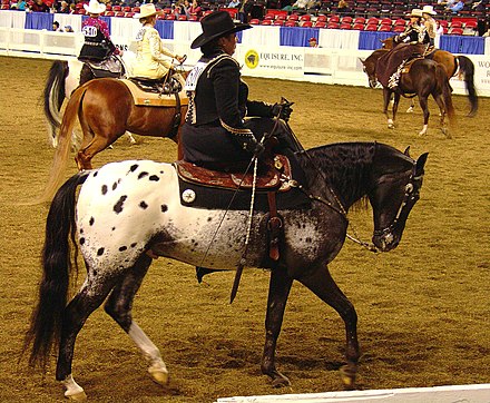 Western sidesaddle class