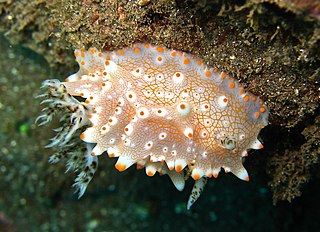 <i>Halgerda batangas</i> Species of gastropod