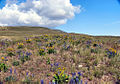 Blumen im Hanford Reach National Monument, Washington, USA