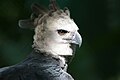 Harpy eagle, Panama