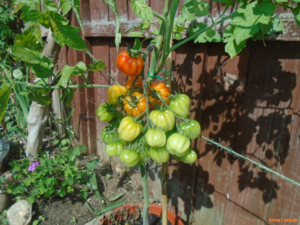 Harvey J. Jackson Tomkin tomato Generation 1.png