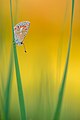 "Hauhechel-Bläuling_(Polyommatus_icarus)_im_Gras_02.jpg" by User:Stephan Sprinz