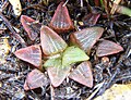 Haworthia bayeri - MBB Uniondale 2.jpg