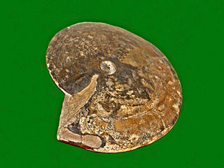 <i>Hedenstroemia</i> genus of molluscs (fossil)