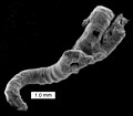 Helicoconchus elongatus, a microconchid from the Lower Permian of Texas.