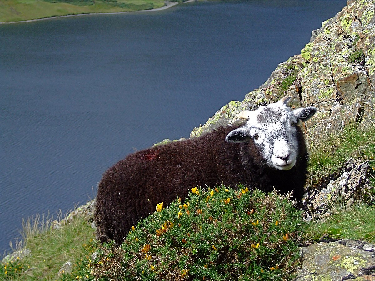 Herdwick above Crummock Water.jpg