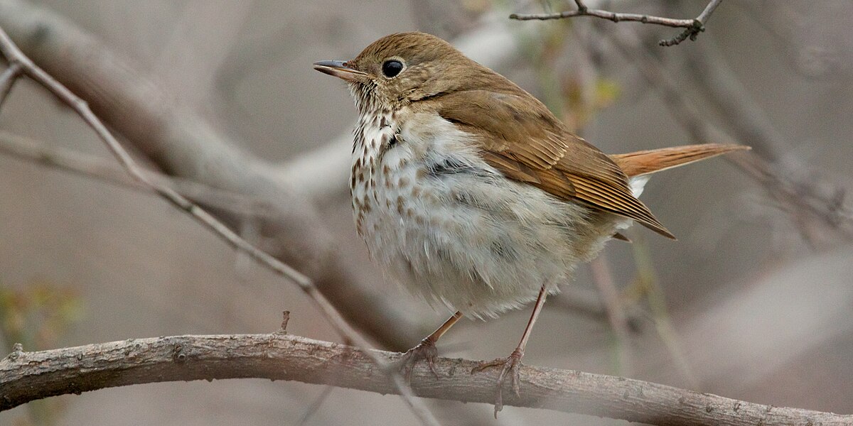 Thrush (bird) - Wikipedia