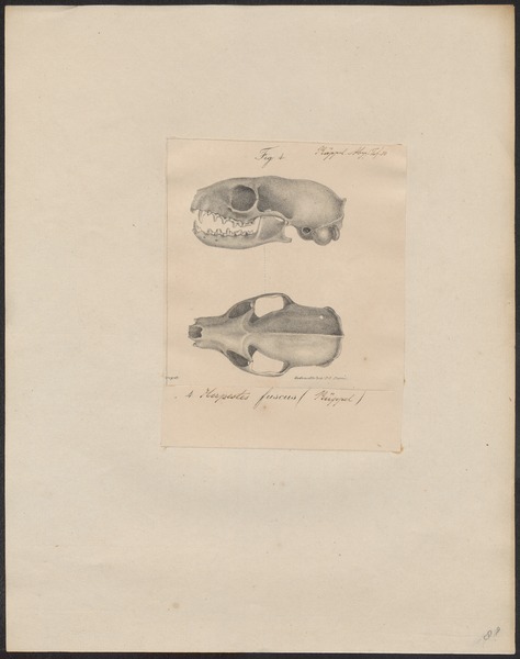 File:Herpestes fuscus - schedel - 1700-1880 - Print - Iconographia Zoologica - Special Collections University of Amsterdam - UBA01 IZ22400091.tif