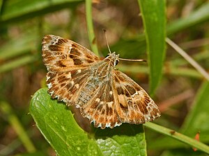 Hesperidae - Carcharodus alceae.JPG