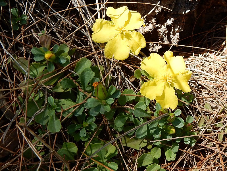 File:Hibbertia cowan creek.jpg