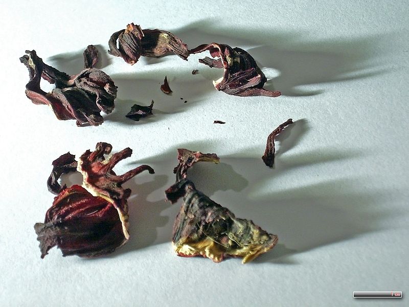 File:Hibisci sabdariffae flos 248125.jpg