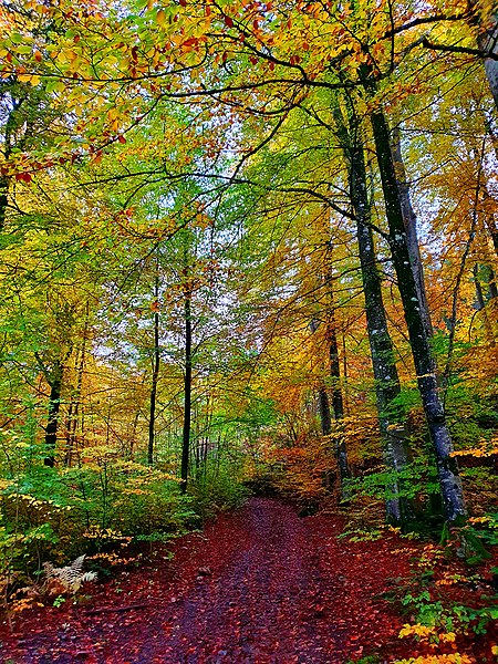 File:Hike trail in Hunneberg in autumn.jpg
