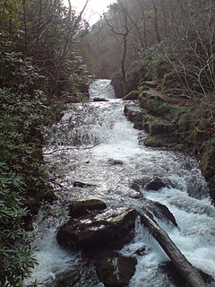 Hoar Oak Water River in Somerset, England