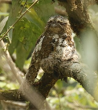 <span class="mw-page-title-main">Hodgson's frogmouth</span> Species of bird