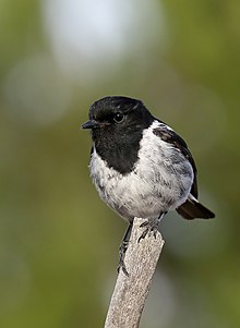 Kapşonlu Robin (Melanodryas cucullata) (38251363966) .jpg