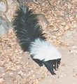 Hooded skunk.jpg