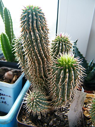 <span class="mw-page-title-main">Stem succulent</span> Columnar succulent