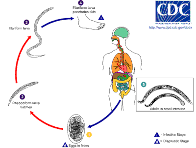 Hookworm LifeCycle.gif