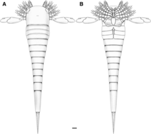 Hoplitaspis hiawathai hidup restorasi.png