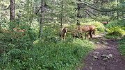 Миниатюра для Файл:Horses in the forest in Mongolia 20230815 141812.jpg