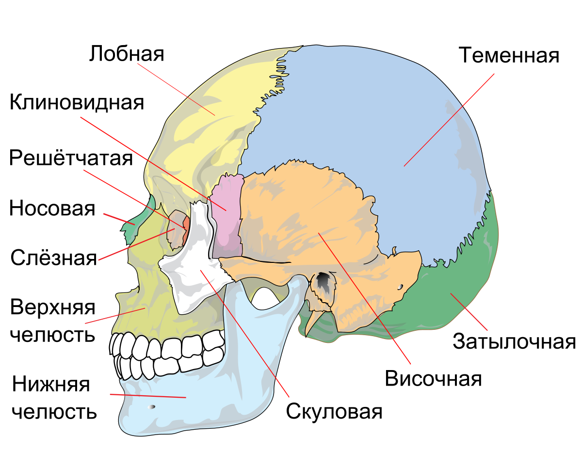 череп человека анатомия