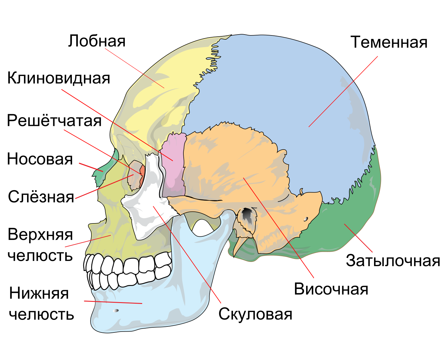 Por que se mueve la mandibula cuando te drogas