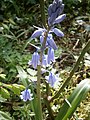 Hyacinthoides hispanica