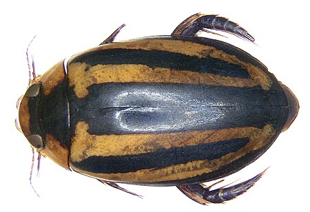 Hydaticus_histrio