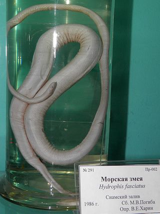 <i>Hydrophis fasciatus</i> Species of snake
