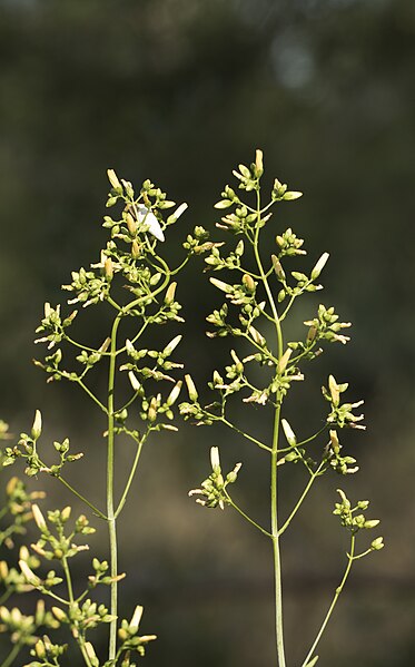 File:Hypericum lanuginosum 07.jpg