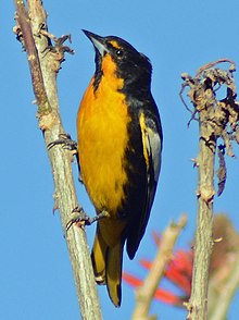 Black-backed Oriole - eBird