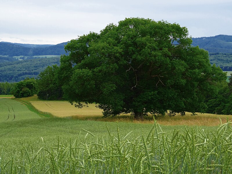 File:Im Forst, Röschenz, Switzerland 02.jpg