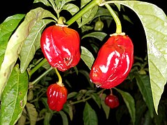 Red Habanero Chilis growing on the plant