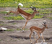 Impala: Características, Bioloxía, Taxonomía