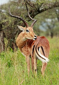 State Animal of The Kingdom of Eswatini