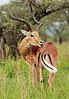 Impala zwyczajna w Serengeti