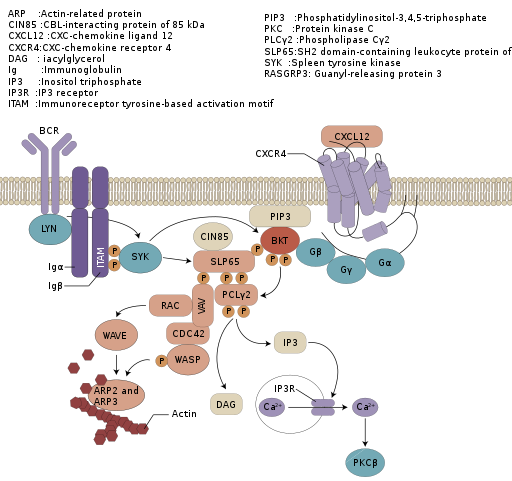 Involvement of Bruton’s tyrosine kinase in chemokine.svg