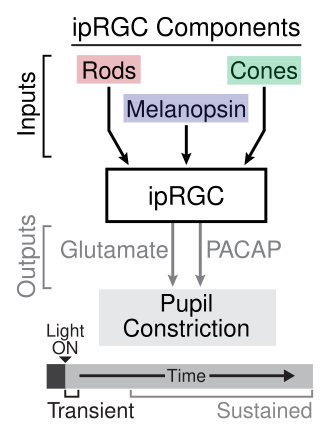 Inputs and outputs to ipRGCs involved in the pupillary light reflex IpRGC PLR.svg