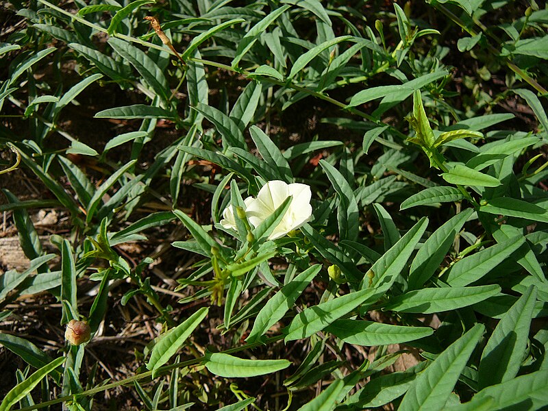 File:Ipomoea stolonifera 0004.jpg