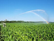 Irrigation par arroseur (Loiret, France, juillet 2015)-C.jpg