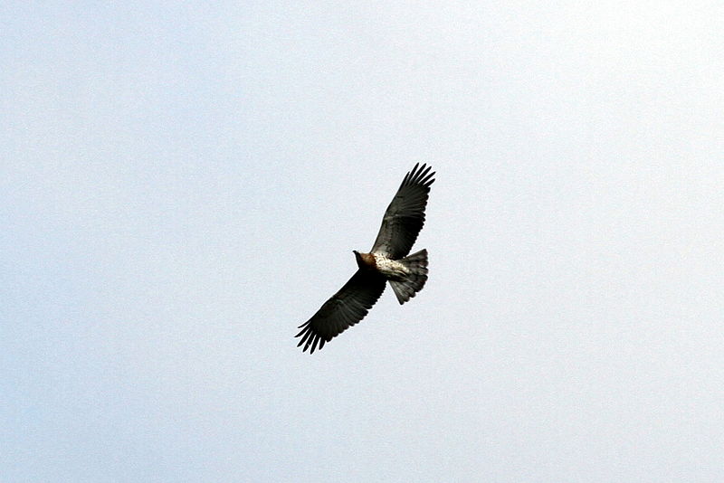 File:Israel. Short-toed Eagle (14965280033).jpg