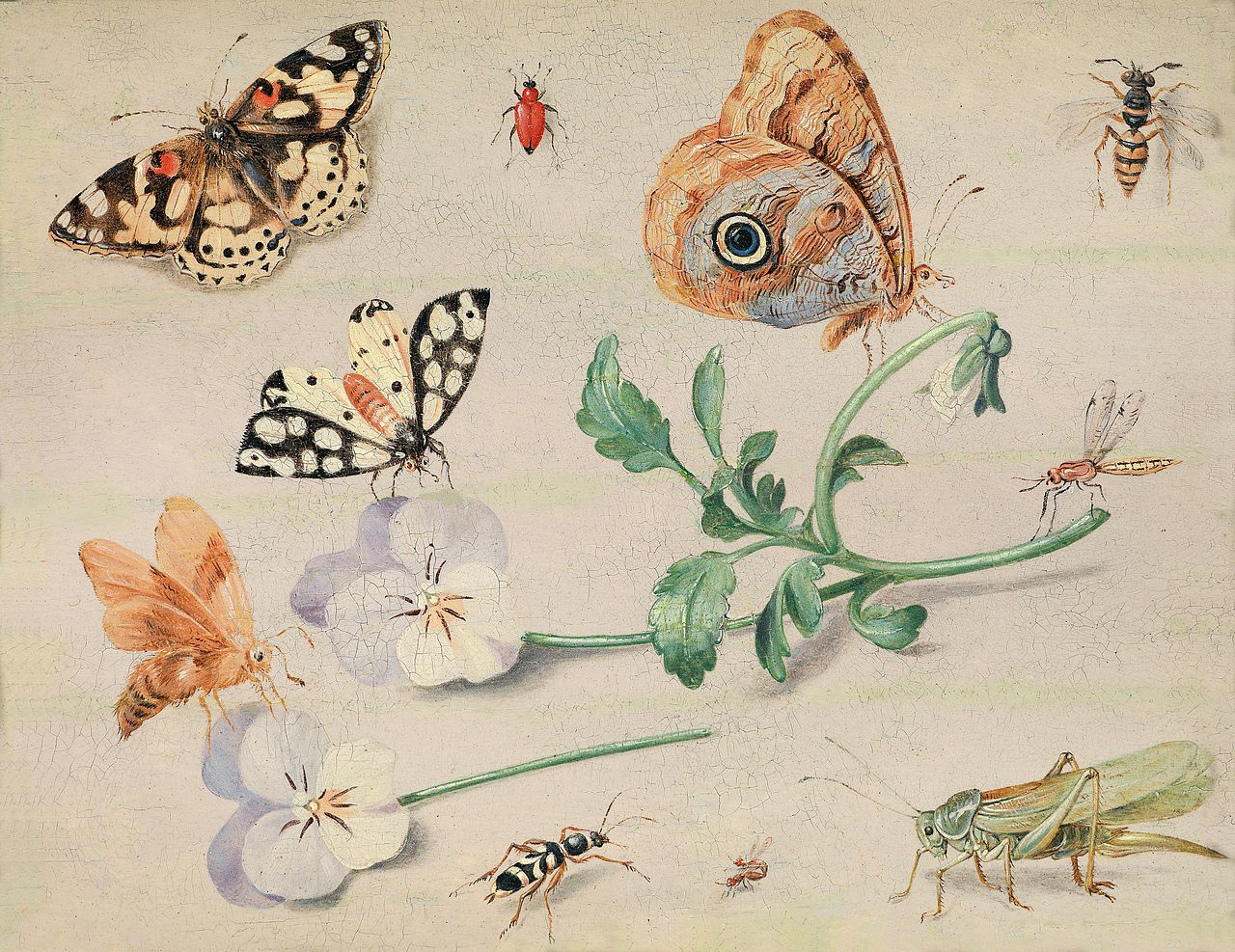 https://upload.wikimedia.org/wikipedia/commons/thumb/d/d3/Jan_van_Kessel_%28I%29_Insekten.jpg/1280px-Jan_van_Kessel_%28I%29_Insekten.jpg