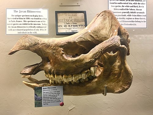 Skull of a rare Javan Rhinoceros, circa 1880. Museum of Osteology, Oklahoma City, OK.