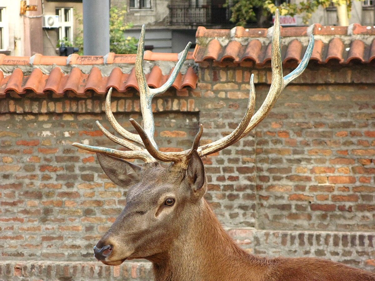 Белград зоопарк животные. Belgrade Zoo.